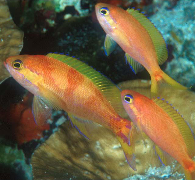 Pseudanthias calloura